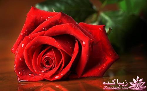 یه کــــــادو به نفر قبلیت بده......!